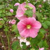 25 PALE PINK HOLLYHOCK Light Alcea Rosea Flower Seeds Perennial