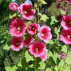 25 BRIGHT PINK HOLLYHOCK Alcea Rosea Flower Seeds Perennial