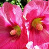 25 BRIGHT PINK HOLLYHOCK Alcea Rosea Flower Seeds Perennial