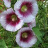 25 LAVENDER & PURPLE HOLLYHOCK Alcea Rosea Flower Seeds