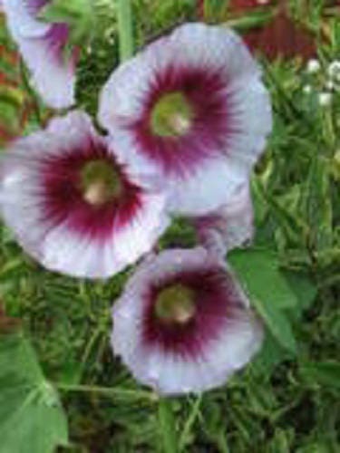 25 LAVENDER & PURPLE HOLLYHOCK Alcea Rosea Flower Seeds