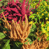 150 AMARANTHUS PYGMY TORCH (Prince of Wales Feather) Amaranthus Hypochondriacus Flower Seeds