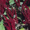 150 AMARANTHUS PYGMY TORCH (Prince of Wales Feather) Amaranthus Hypochondriacus Flower Seeds