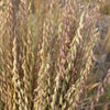 100 MESQUITE / SIDEOATS GRASS Ornamental Bouteloua Curtipendula Seeds