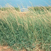 100 MESQUITE / SIDEOATS GRASS Ornamental Bouteloua Curtipendula Seeds