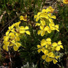 500 SIBERIAN WALLFLOWER Erysimum Cheiranthus Allionii Flower Seeds