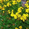500 SIBERIAN WALLFLOWER Erysimum Cheiranthus Allionii Flower Seeds