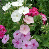 100 Mixed Colors DRUMMOND PHLOX MIX Pink, Red, & White Phlox Drummondii Flower Seeds