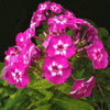 100 Mixed Colors DRUMMOND PHLOX MIX Pink, Red, & White Phlox Drummondii Flower Seeds