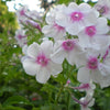 100 Mixed Colors DRUMMOND PHLOX MIX Pink, Red, & White Phlox Drummondii Flower Seeds