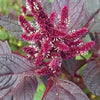 250 PRINCES FEATHER AMARANTHUS Cruentus Oeschberg Purple Red Flower Herb Seeds