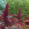 250 PRINCES FEATHER AMARANTHUS Cruentus Oeschberg Purple Red Flower Herb Seeds
