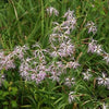 1000 FRINGED PINKS DIANTHUS Superbus Flower Seeds