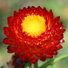 100 TALL Double MIXED Colors STRAWFLOWER Helichrysum Monstrosum Flower Seeds