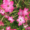100 Heirloom MIXED COLORS NICOTIANA (Ornamental Flowering Tobacco) Nicotiana Alata Flower Seeds