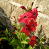 100 Heirloom MIXED COLORS NICOTIANA (Ornamental Flowering Tobacco) Nicotiana Alata Flower Seeds