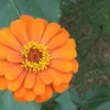 250 ORANGE CLASSIC ZINNIA Elegans (Narrow Leaf Zinnia / Creeping Zinnia) Flower Seeds