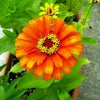 250 ORANGE CLASSIC ZINNIA Elegans (Narrow Leaf Zinnia / Creeping Zinnia) Flower Seeds