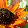100 Orange EVENING COLORS SUNFLOWER Helianthus Annuus Flower Seeds