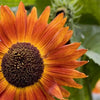 100 Orange EVENING COLORS SUNFLOWER Helianthus Annuus Flower Seeds
