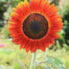 100 Orange EVENING COLORS SUNFLOWER Helianthus Annuus Flower Seeds