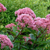 50 Mixed Colors JOE PYE WEED Eupatorium Maculatum Flower Seeds