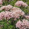 50 Mixed Colors JOE PYE WEED Eupatorium Maculatum Flower Seeds