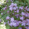 50 Mixed Colors JOE PYE WEED Eupatorium Maculatum Flower Seeds