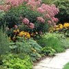 50 Pink JOE PYE WEED Eupatorium Maculatum Flower Seeds