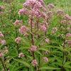 50 Pink JOE PYE WEED Eupatorium Maculatum Flower Seeds