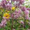 50 Pink JOE PYE WEED Eupatorium Maculatum Flower Seeds
