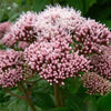 50 Pink JOE PYE WEED Eupatorium Maculatum Flower Seeds