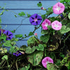 50 Mixed Colors MORNING GLORY Ipomoea Purpurea Vine Flower Seeds