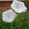 50 Mixed Colors MORNING GLORY Ipomoea Purpurea Vine Flower Seeds