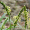 1000 CHINESE PLANTAIN Plantago Asiatica Herb Flower Seeds