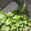 1000 CHINESE PLANTAIN Plantago Asiatica Herb Flower Seeds