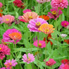 200 Mixed Colors ZINNIA POMPON Zinnia Elegans Flower Seeds