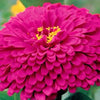 200 Mixed Colors ZINNIA POMPON Zinnia Elegans Flower Seeds