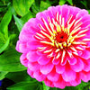 200 Mixed Colors ZINNIA POMPON Zinnia Elegans Flower Seeds
