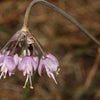 250 ALLIUM NODDING ONION Allium Cernuum Flower Seeds