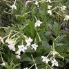 200 JASMINE AZTEC NICOTIANA (Ornamental Flowering Tobacco) Nicotiana Alata Flower Seeds