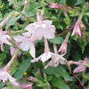 200 JASMINE AZTEC NICOTIANA (Ornamental Flowering Tobacco) Nicotiana Alata Flower Seeds