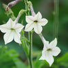 200 JASMINE AZTEC NICOTIANA (Ornamental Flowering Tobacco) Nicotiana Alata Flower Seeds