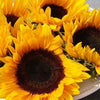 25 EBONY & GOLD SUNFLOWER Helianthus Annuus Flower Seeds