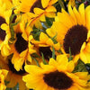 25 EBONY & GOLD SUNFLOWER Helianthus Annuus Flower Seeds