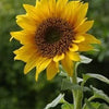 10 Early MAMMOTH RUSSIAN SUNFLOWER Helianthus Annuus Flower Seeds