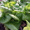 3000 BUTTERCRUNCH LEAF LETTUCE Lactuca Sativa Vegetable Seeds