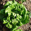 3000 BUTTERCRUNCH LEAF LETTUCE Lactuca Sativa Vegetable Seeds