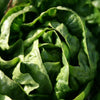 3000 BUTTERCRUNCH LEAF LETTUCE Lactuca Sativa Vegetable Seeds