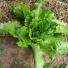 3000 BUTTERCRUNCH LEAF LETTUCE Lactuca Sativa Vegetable Seeds